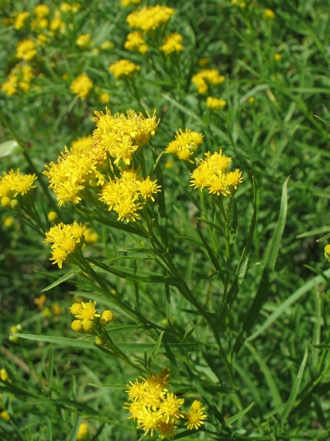 Solidago occidentalis